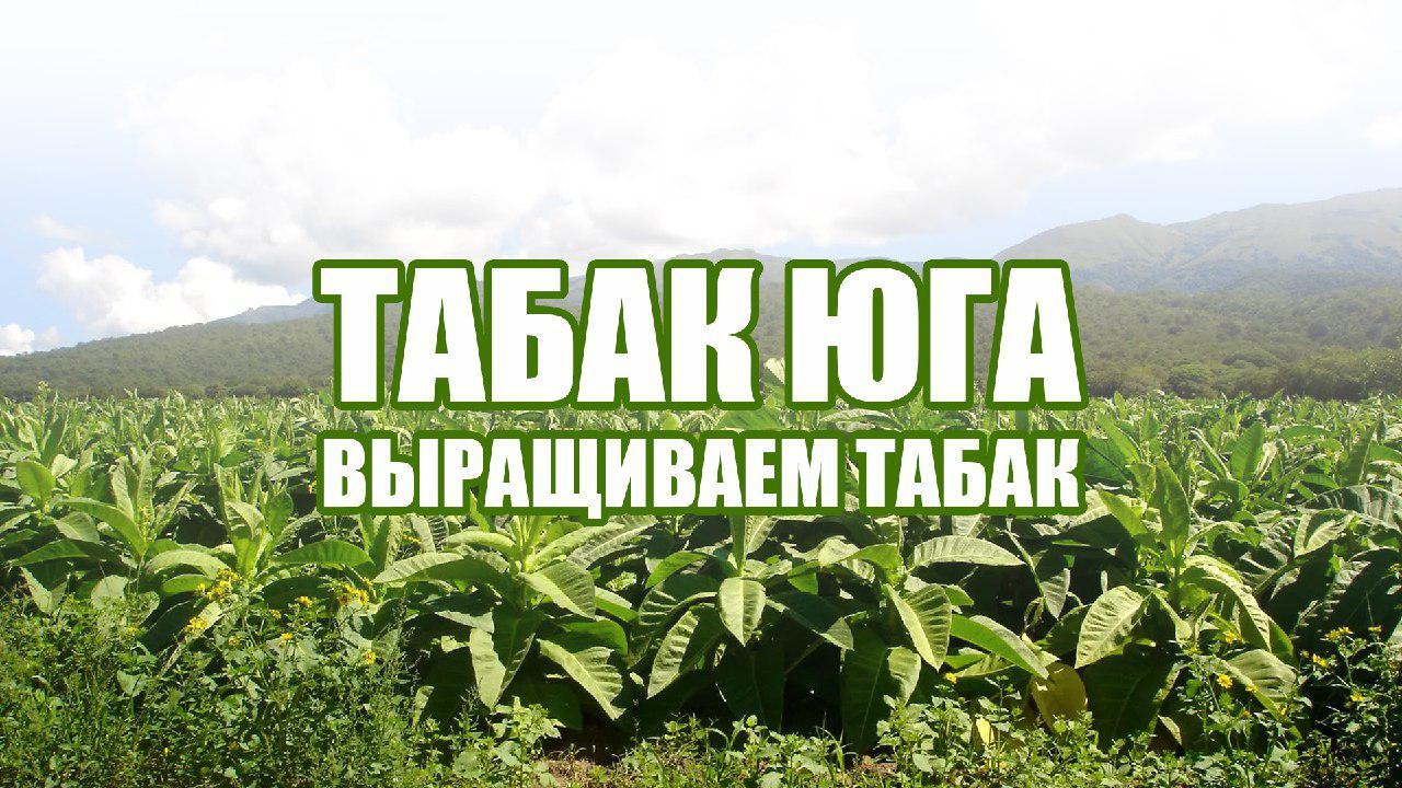 Табачный Мастер Интернет Магазин Дербент
